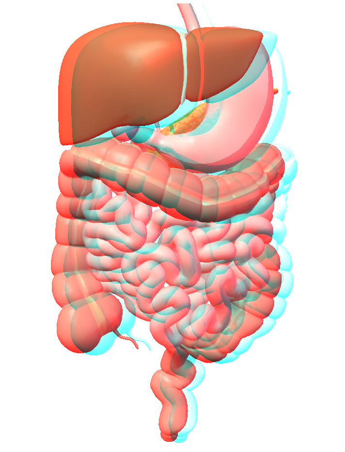 3D image - anaglyph - 3D human body - digestive system