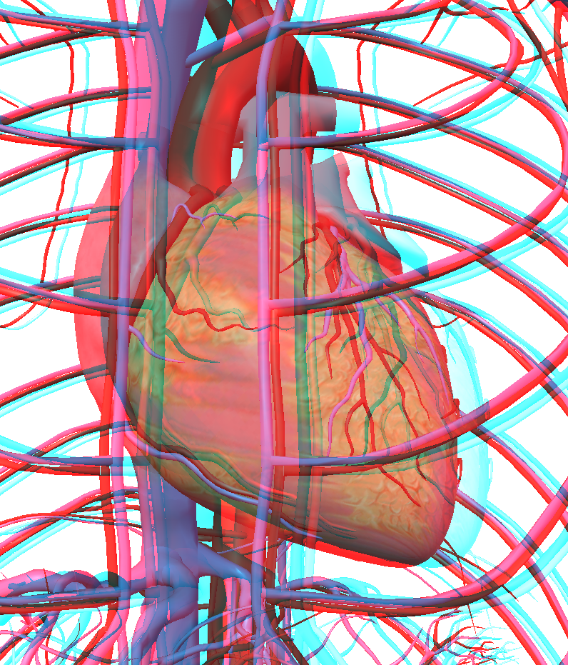 3D image - anaglyph - 3D human body - heart